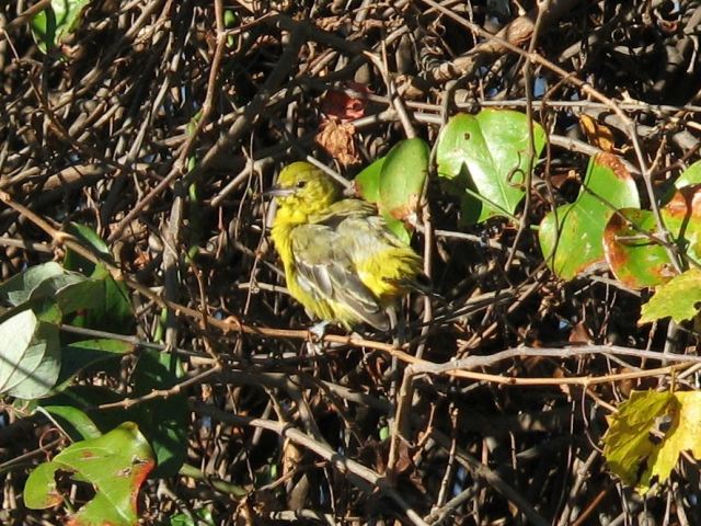 Orchard Oriole